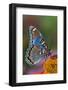 Red Spotted Purple Butterfly-Darrell Gulin-Framed Photographic Print