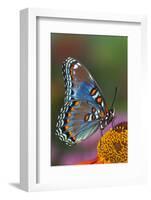 Red Spotted Purple Butterfly-Darrell Gulin-Framed Photographic Print