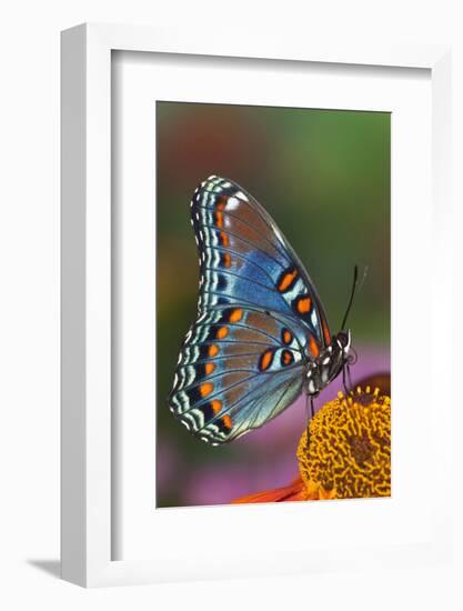 Red Spotted Purple Butterfly-Darrell Gulin-Framed Photographic Print