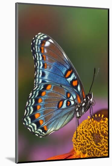 Red Spotted Purple Butterfly-Darrell Gulin-Mounted Photographic Print