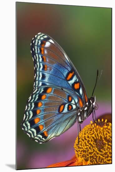 Red Spotted Purple Butterfly-Darrell Gulin-Mounted Photographic Print