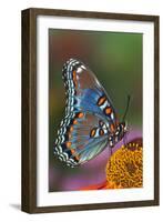 Red Spotted Purple Butterfly-Darrell Gulin-Framed Photographic Print