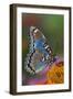 Red Spotted Purple Butterfly-Darrell Gulin-Framed Photographic Print