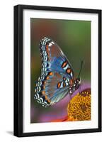 Red Spotted Purple Butterfly-Darrell Gulin-Framed Photographic Print