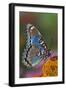 Red Spotted Purple Butterfly-Darrell Gulin-Framed Photographic Print