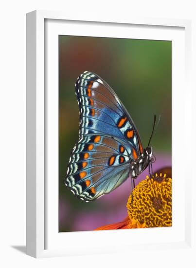 Red Spotted Purple Butterfly-Darrell Gulin-Framed Photographic Print