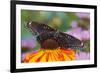 Red Spotted Purple Butterfly-Darrell Gulin-Framed Photographic Print