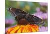 Red Spotted Purple Butterfly-Darrell Gulin-Mounted Photographic Print