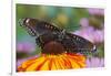 Red Spotted Purple Butterfly-Darrell Gulin-Framed Photographic Print