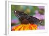 Red Spotted Purple Butterfly-Darrell Gulin-Framed Photographic Print