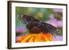 Red Spotted Purple Butterfly-Darrell Gulin-Framed Photographic Print