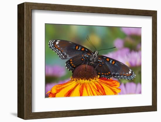 Red Spotted Purple Butterfly-Darrell Gulin-Framed Photographic Print