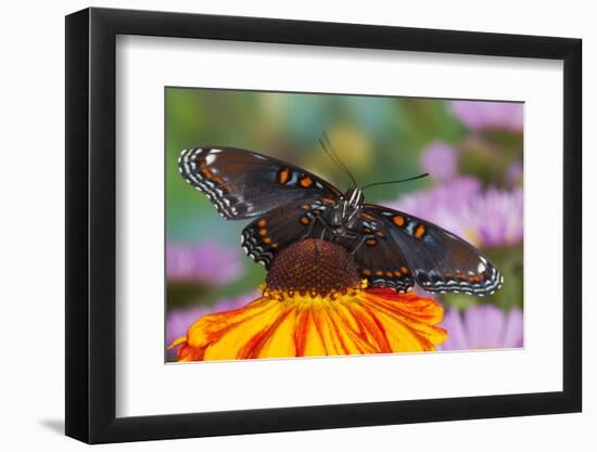 Red Spotted Purple Butterfly-Darrell Gulin-Framed Photographic Print