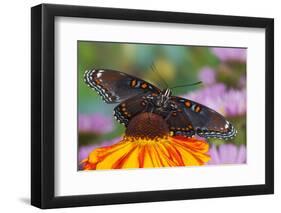 Red Spotted Purple Butterfly-Darrell Gulin-Framed Photographic Print