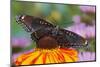 Red Spotted Purple Butterfly-Darrell Gulin-Mounted Photographic Print