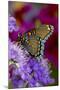 Red-Spotted Purple Butterfly-Darrell Gulin-Mounted Photographic Print