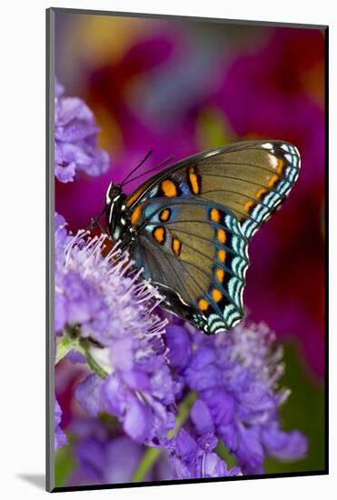 Red-Spotted Purple Butterfly-Darrell Gulin-Mounted Photographic Print