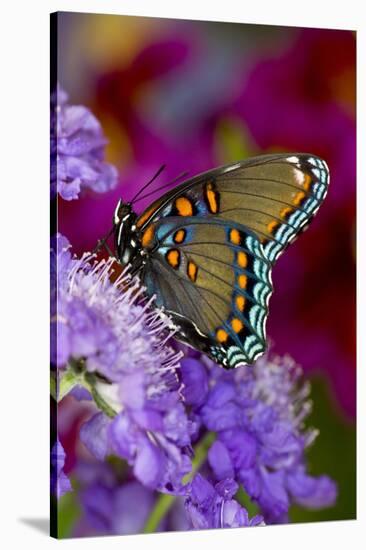 Red-Spotted Purple Butterfly-Darrell Gulin-Stretched Canvas