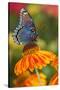 Red-Spotted Purple Butterfly-Darrell Gulin-Stretched Canvas