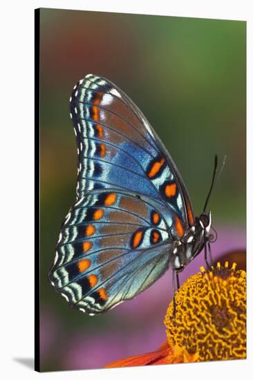 Red Spotted Purple Butterfly-Darrell Gulin-Stretched Canvas