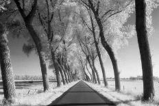 A Tree Lined Road Through Farmland in Damme Belgium Shot-Red Square Photography-Photographic Print