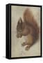 Red Squirrel, 1578 (W/C and Gouache on Parchment)-Hans Hoffmann-Framed Stretched Canvas