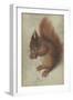 Red Squirrel, 1578 (W/C and Gouache on Parchment)-Hans Hoffmann-Framed Giclee Print