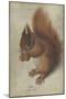 Red Squirrel, 1578 (W/C and Gouache on Parchment)-Hans Hoffmann-Mounted Giclee Print