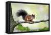 Red Squirrel Alert on Branch-null-Framed Stretched Canvas