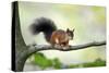Red Squirrel Alert on Branch-null-Stretched Canvas