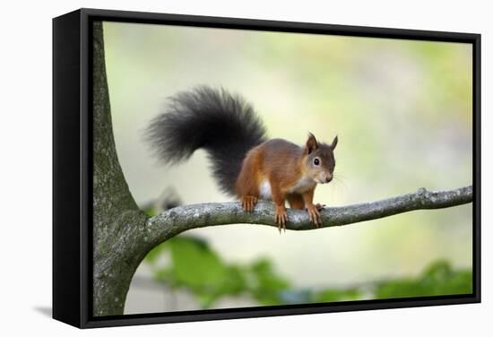 Red Squirrel Alert on Branch-null-Framed Stretched Canvas