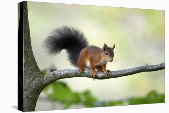 Red Squirrel Alert on Branch-null-Stretched Canvas