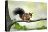 Red Squirrel Alert on Branch-null-Stretched Canvas