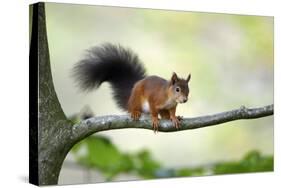 Red Squirrel Alert on Branch-null-Stretched Canvas