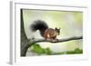 Red Squirrel Alert on Branch-null-Framed Photographic Print