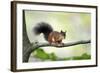 Red Squirrel Alert on Branch-null-Framed Photographic Print