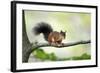 Red Squirrel Alert on Branch-null-Framed Photographic Print