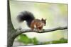 Red Squirrel Alert on Branch-null-Mounted Photographic Print