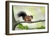 Red Squirrel Alert on Branch-null-Framed Photographic Print