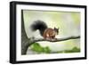 Red Squirrel Alert on Branch-null-Framed Photographic Print