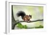 Red Squirrel Alert on Branch-null-Framed Photographic Print