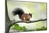 Red Squirrel Alert on Branch-null-Mounted Photographic Print