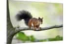 Wood Mount