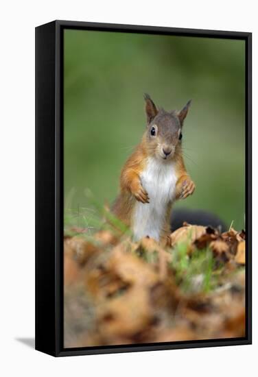 Red Squirrel Alert on the Ground-null-Framed Stretched Canvas