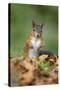 Red Squirrel Alert on the Ground-null-Stretched Canvas