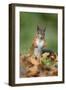 Red Squirrel Alert on the Ground-null-Framed Photographic Print