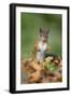 Red Squirrel Alert on the Ground-null-Framed Photographic Print