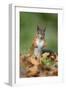 Red Squirrel Alert on the Ground-null-Framed Photographic Print