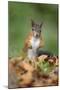 Red Squirrel Alert on the Ground-null-Mounted Photographic Print