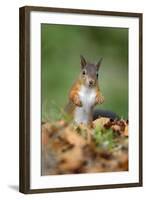 Red Squirrel Alert on the Ground-null-Framed Photographic Print